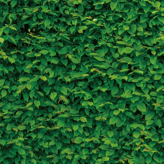 Greenery Wall photo booth backdrop